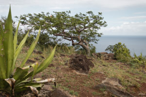 arbre modelé par le vent