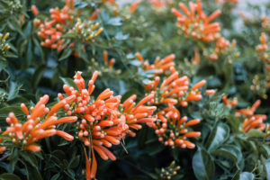 liane aurore ou liane de feu fleurs grappes orange