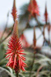 Kniphofia fleur épine