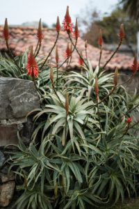 buisson de Kniphofia