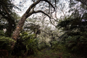 arbre griffu foret de belouve