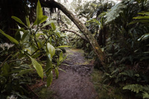 bois de corail chemin foret belouve