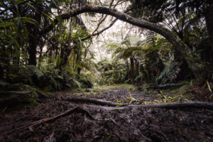 racine chemin foret belouve