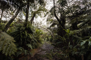 forêt de Bélouve