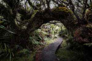 arbre enjambant le chemin foret de belouve