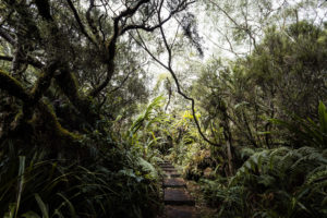 chemin foret belouve