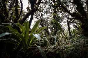 biodiversité foret belouve