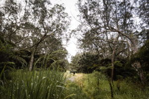 belouve tamarins des hauts