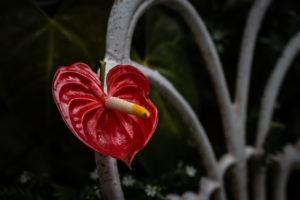 anthurium maison folio