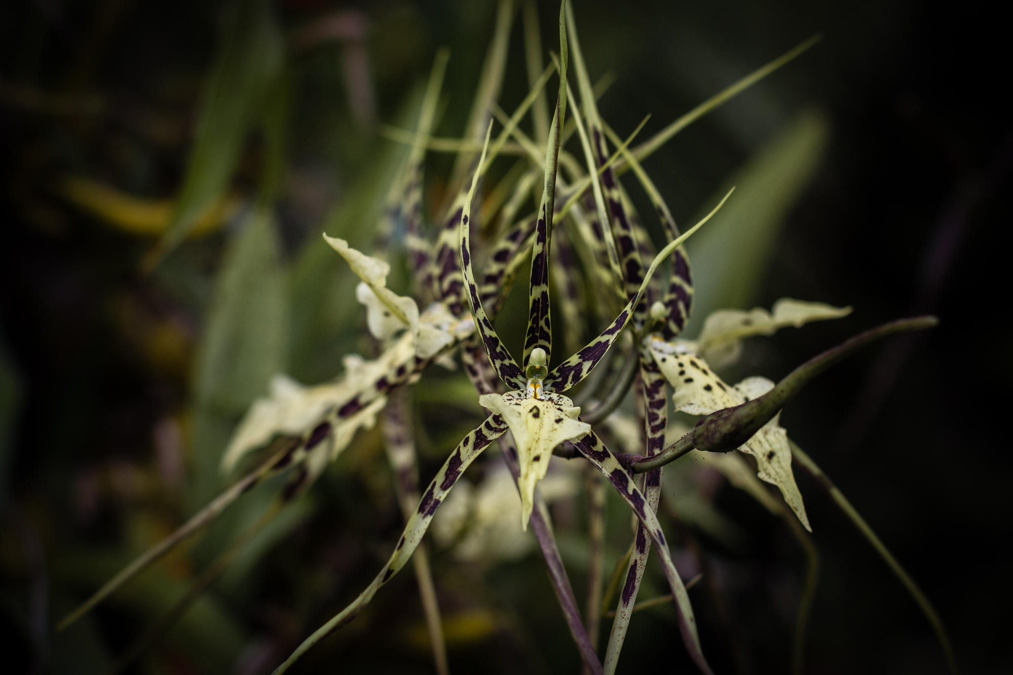 orchidée araignée hell-bourg