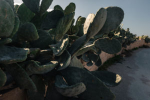 haie de cactus malte