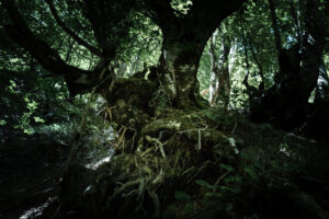 arbre torturé chemin de la mature