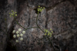 fleur rando chemin mature