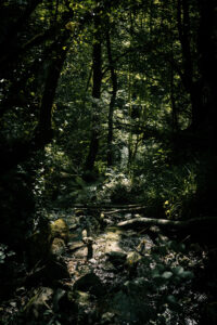 ruisseau sous-bois pyrénées