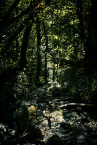 ruisseau sous-bois pyrénées