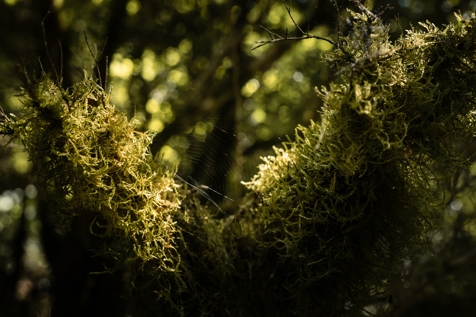 lichen sous-bois pyrénées