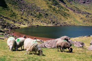 moutons lac d'arlet