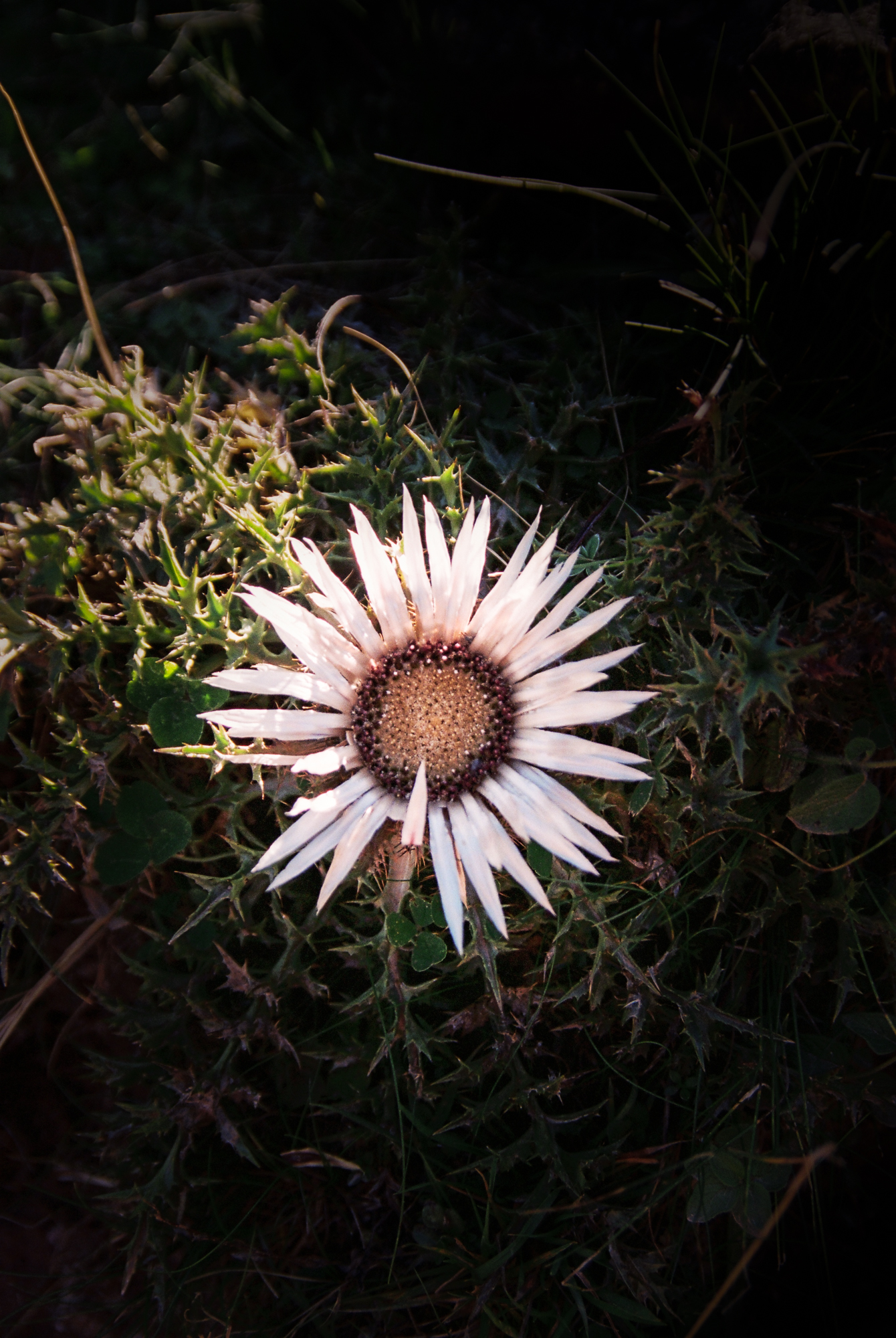fleur sauvage blanche pyrénées