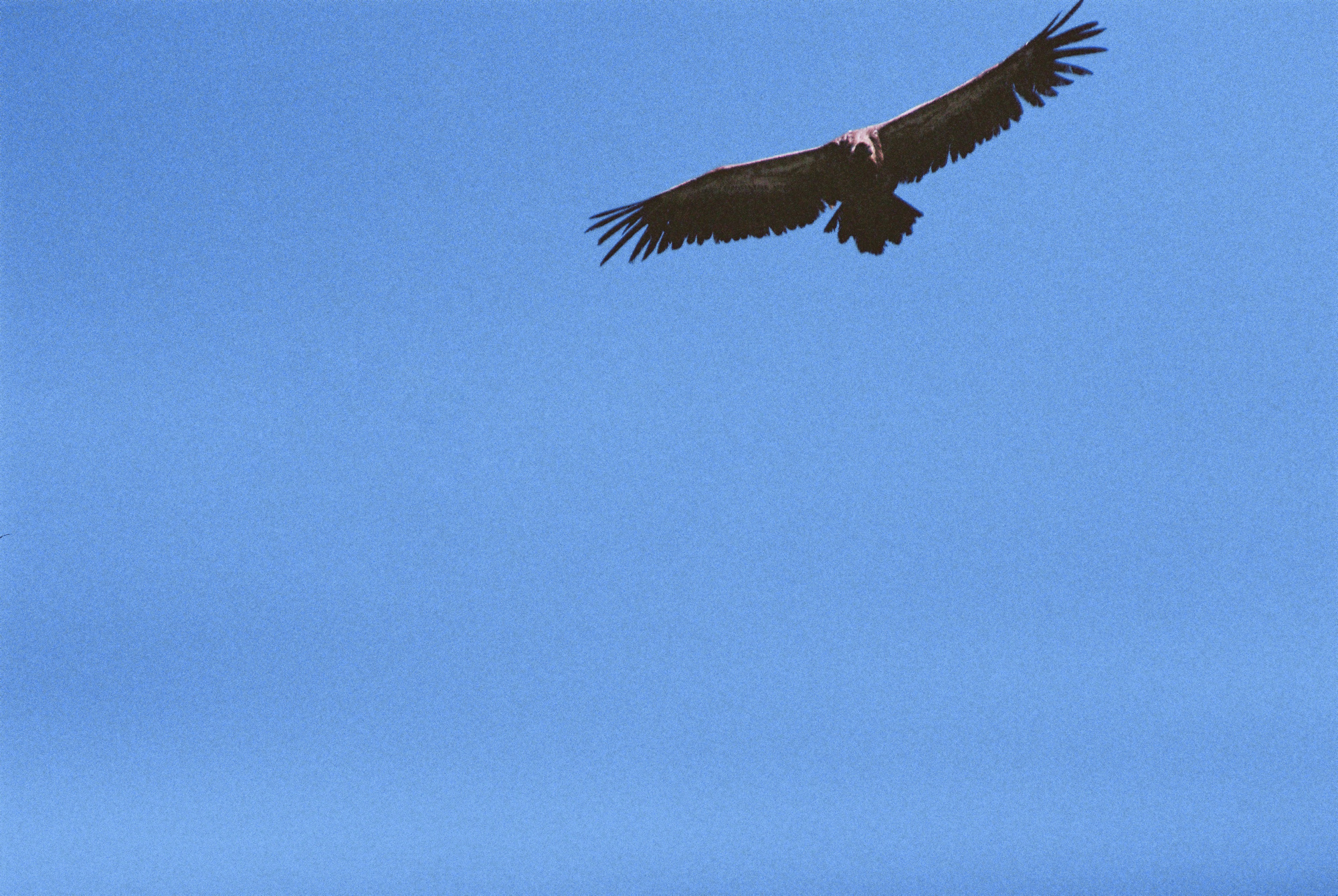 gros plan vautour planant Pyrénées