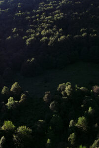 ombre et lumière foret pyrénées