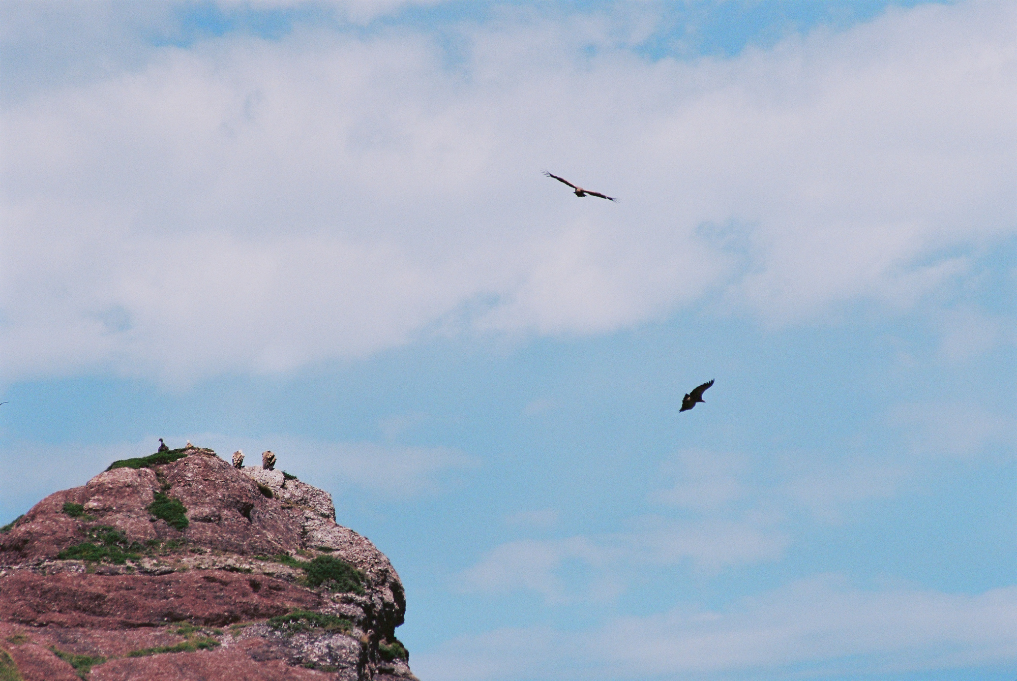 vautours planant lac d'arlet