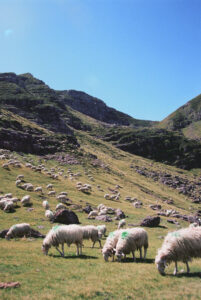 moutons lac d'arlet